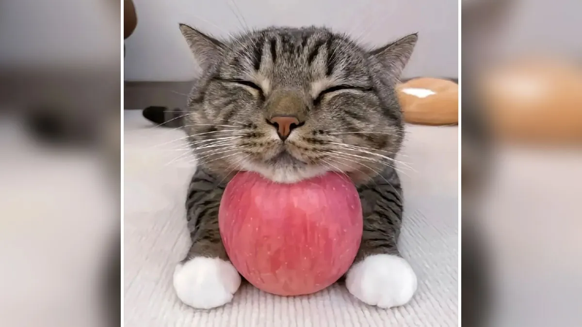37 Cats And Dogs Caught Being Unreasonably Cute For Absolutely No Reason