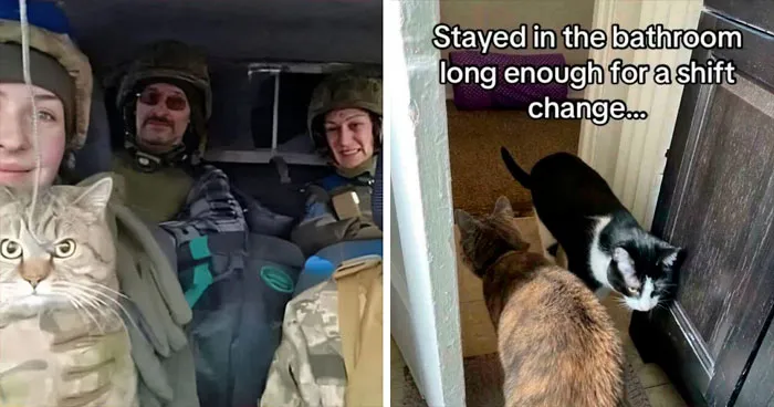 “Kitties Working Hard And Hardly Working”: 109 Delightful Pics Of Working Cats (New Pics)