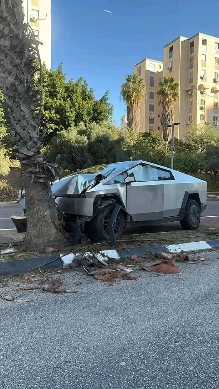 Creo que ha ganado el árbol