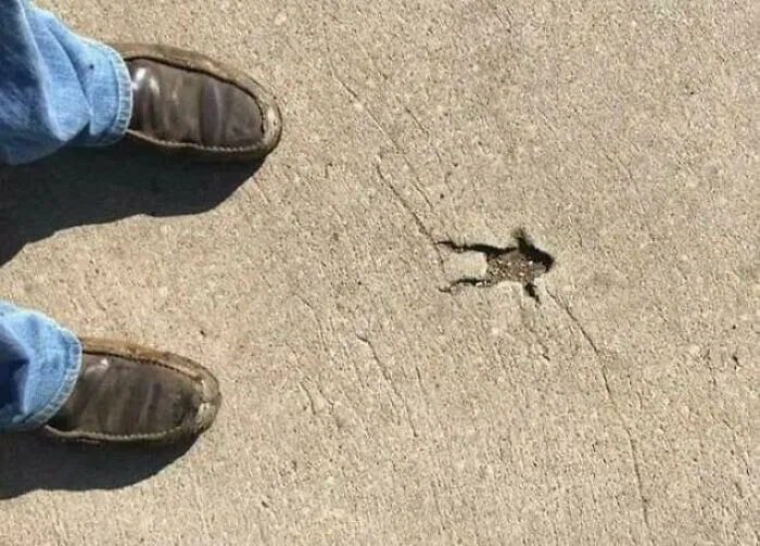 Necesito saber qué le pasó a este pobre sapo