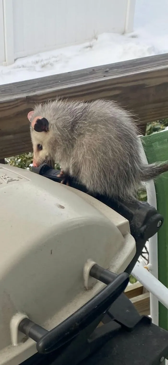 Zorro opossum sobre una barbacoa en el exterior, ilustrando situaciones donde todo salió mal y peor día que tú.