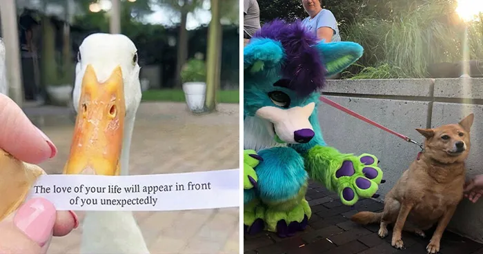79 Hilarious Pictures That Don't Explain Themselves And Never Will