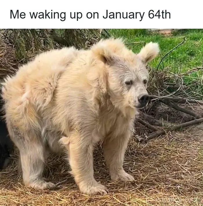  40 Funny Random Memes That Are Perfect To Scroll When You’re In A Slump (New Pics) 