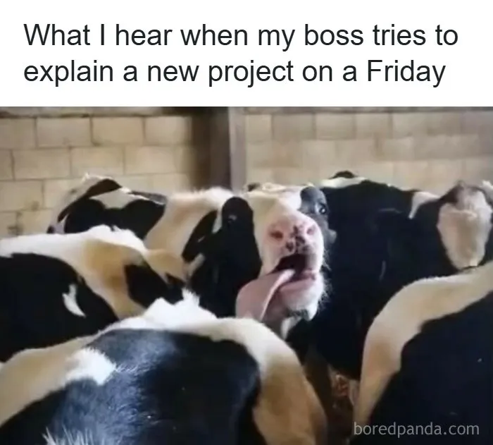  40 Funny Random Memes That Are Perfect To Scroll When You’re In A Slump (New Pics) 