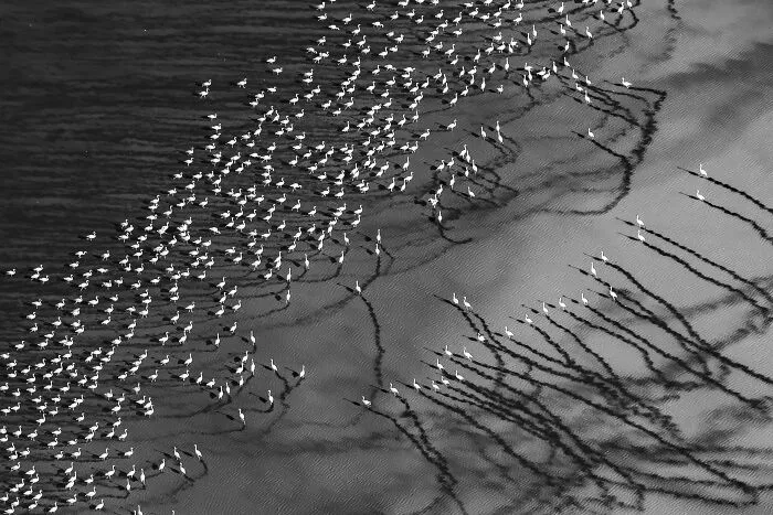 “Calligraphy” By Holly Kirkland