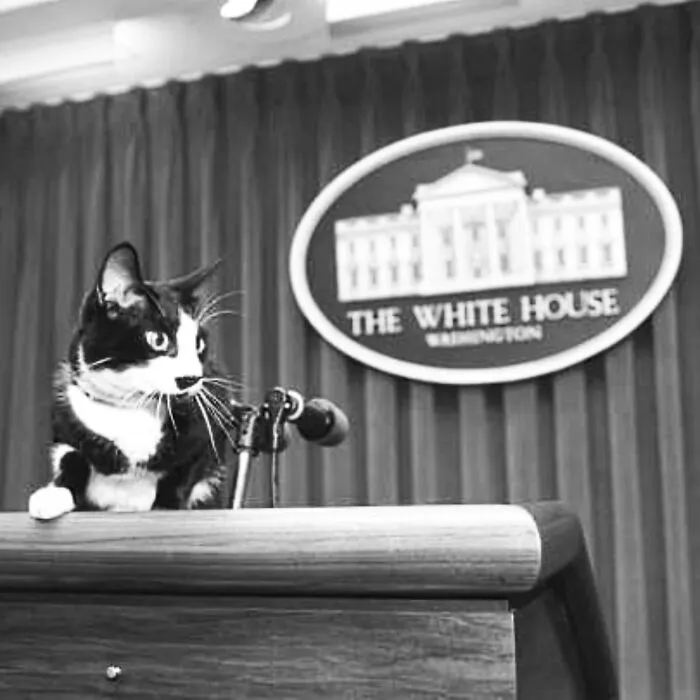 From Movie Stars To Unknown Cat Owners, Here Are 44 Vintage Photos Of Cats (New Pics)
