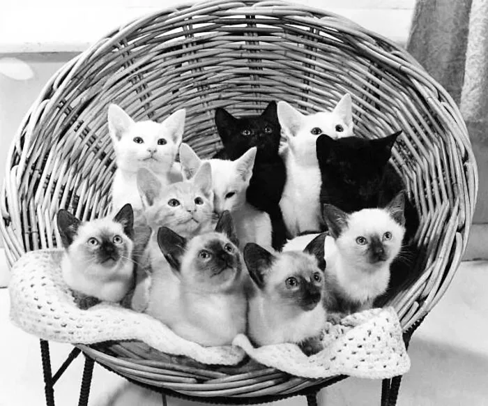 From Movie Stars To Unknown Cat Owners, Here Are 44 Vintage Photos Of Cats (New Pics)