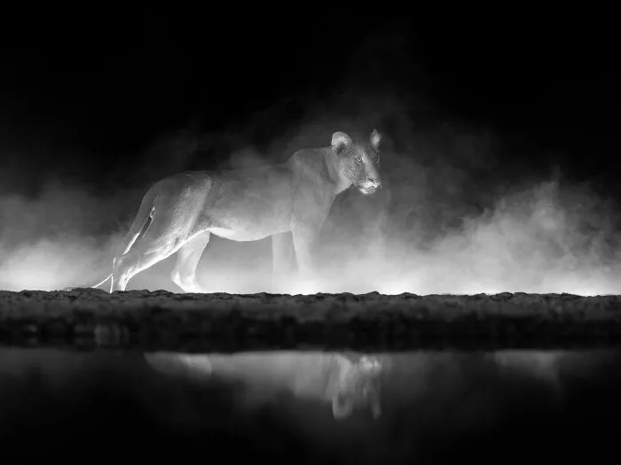"Crowned In Dust And Shadow" By Mark Fernley