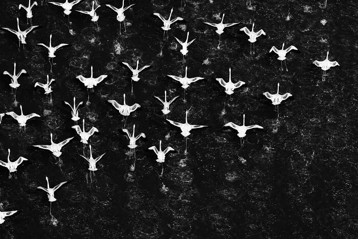 “Flight Lines” By Holly Kirkland