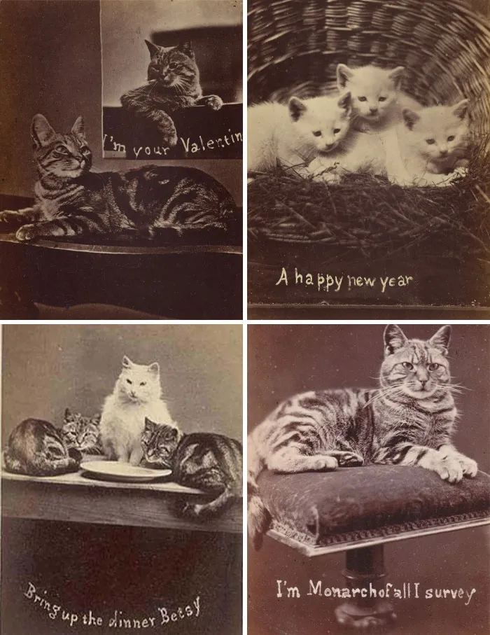 Photographs Of Cats With Silly Descriptions, Taken By Henry Pointer, Part Of A Series Of Around 200 Cat Photos From The 1870s-1880s, Known As The Brighton Cats ✨