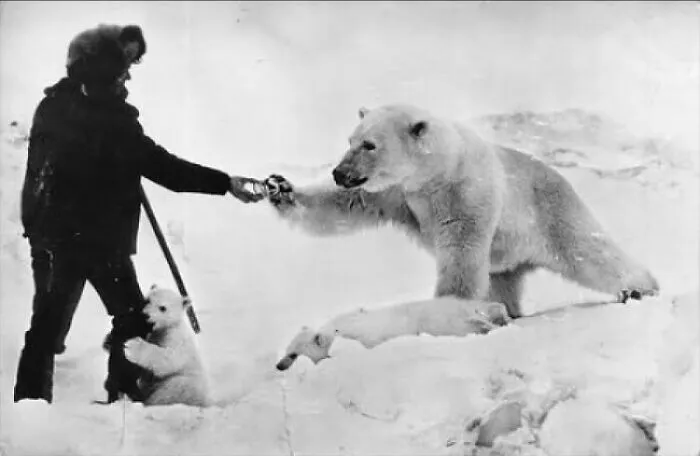 A Photo Of Nikolai Machulyak, A Russian Arctic Explorer Feeding A Polar Bear And Her Cubs, Off The Coast Of Chukchi Sea, 1976
