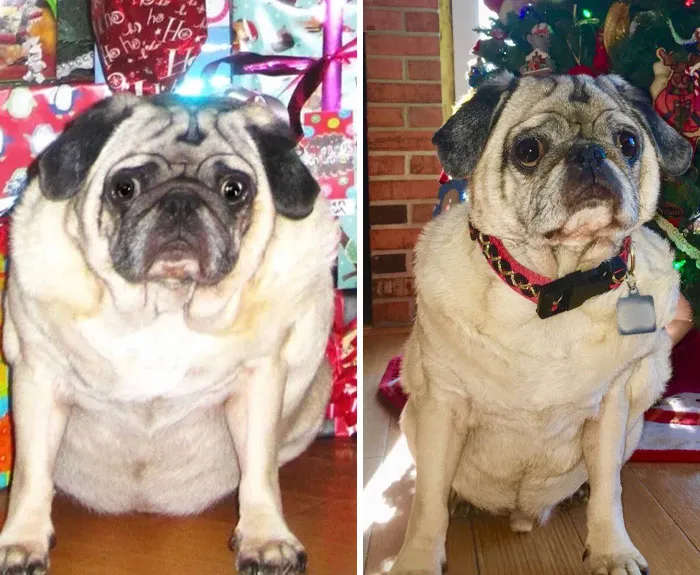 M/10/13” [32lbs -> 26 Lbs] 8 Months Later, Puggy Feels So Much Better