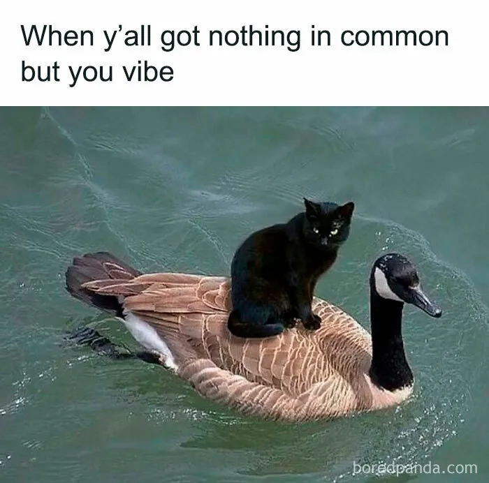 50 Funny Memes That Introverts Might Recognize Themselves In