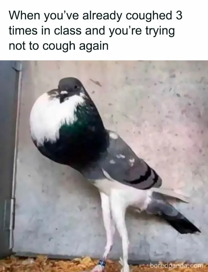 Pigeon with puffed-up chest looking tense, illustrating relatable memes about life as an introvert and social anxiety.
