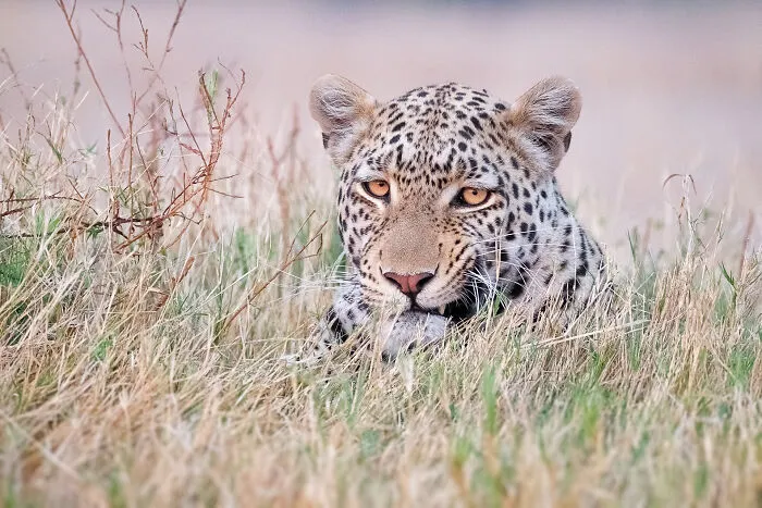 The Look Of Focus