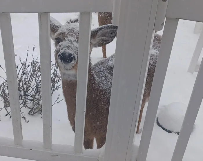 My Backyard Visitors Today