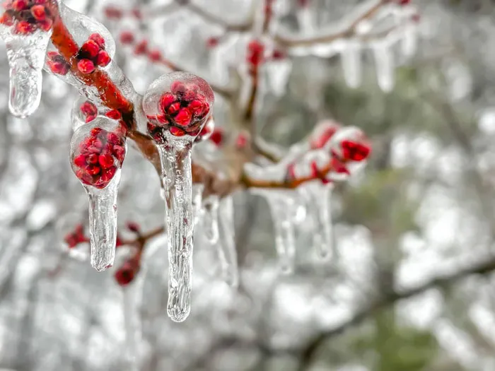 Frozen Buds