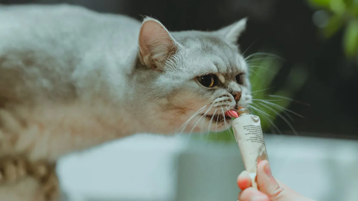 Woman Ignores Warnings About Not Feeding The Neighbors Cat, Learns Her Lesson The Hard Way