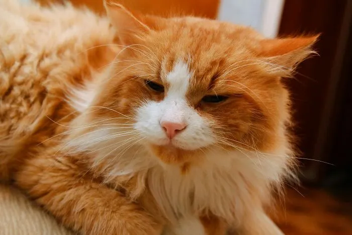 Orange and white fluffy cat resting indoors, highlighting funny pet names that pets didn’t ask for and amusing pet moments.