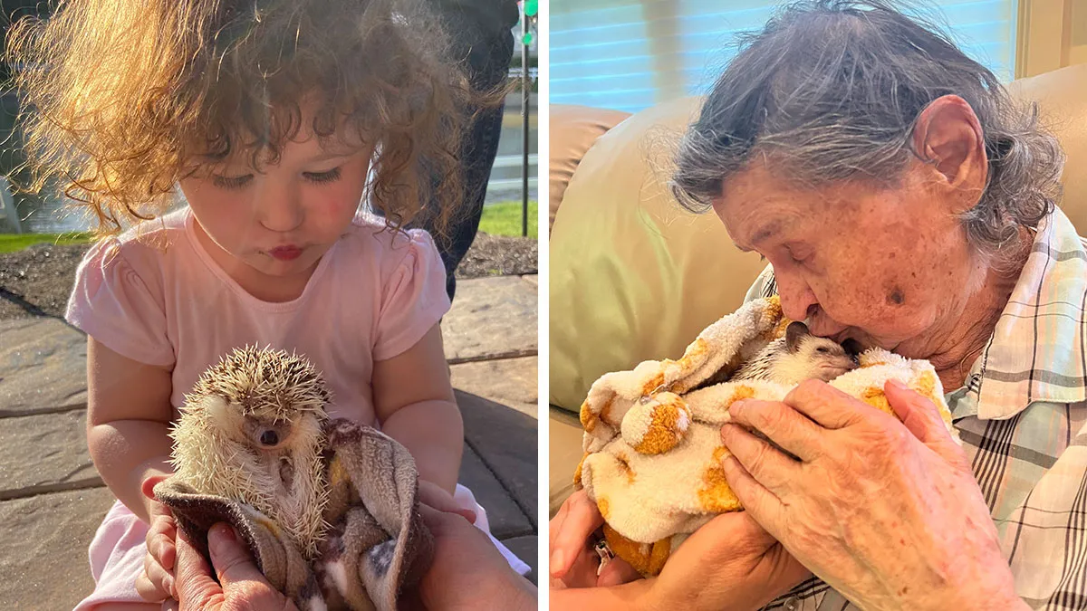 My 38 Hedgehog Photos, From Everyday Life To Celebrity Encounters
