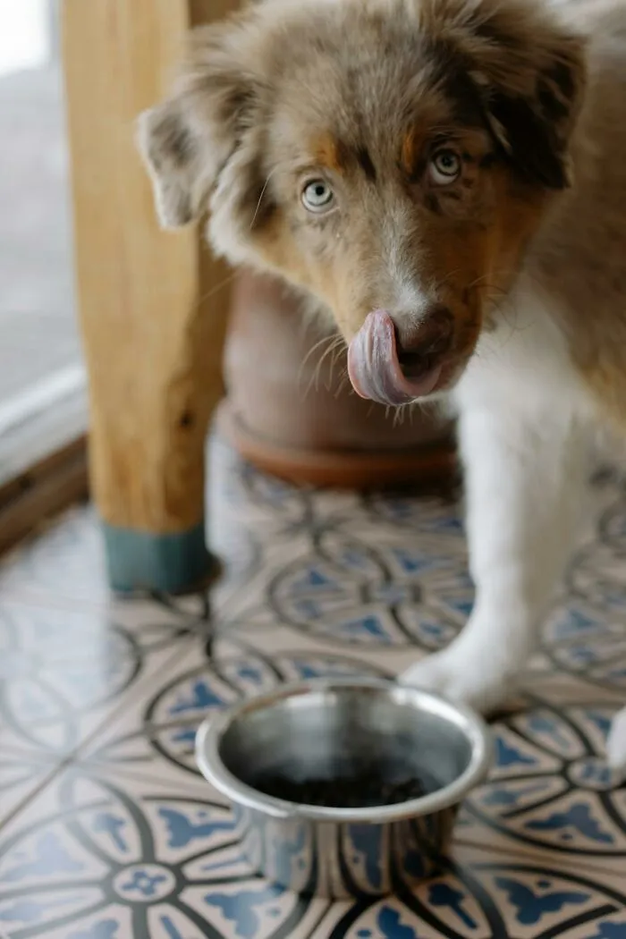 74 Times People And Pets Showed Intelligence That Was Impressive And Low‑Key Terrifying
