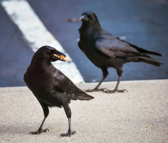 74 Times People And Pets Showed Intelligence That Was Impressive And Low‑Key Terrifying