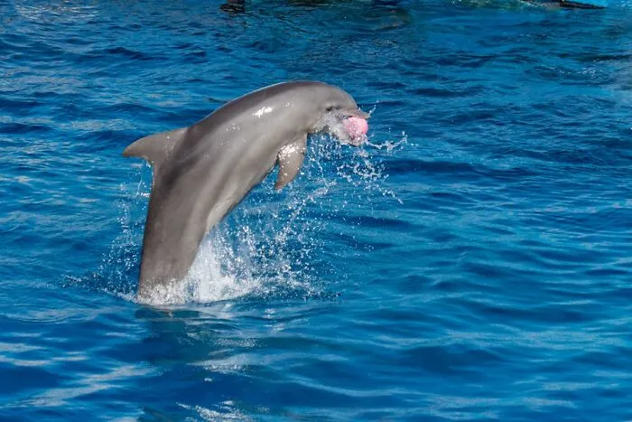 74 Times People And Pets Showed Intelligence That Was Impressive And Low‑Key Terrifying