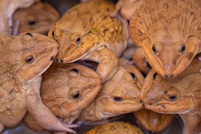 Cluster of brown frogs crowded in shallow water, illustrating rained frogs phenomenon.