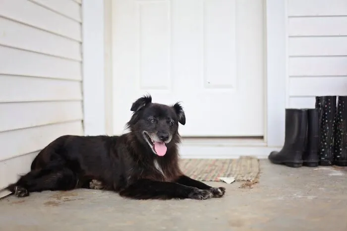 74 Times People And Pets Showed Intelligence That Was Impressive And Low‑Key Terrifying
