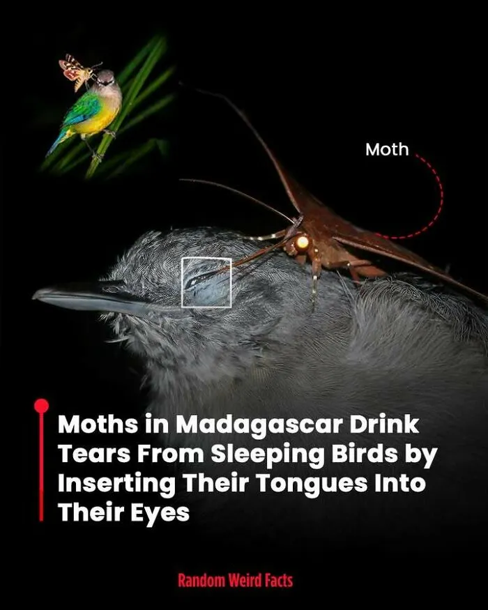 100 Facts That Linger In Your Head For Days