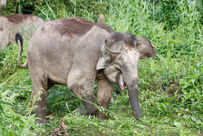 The Jungle Wanderer