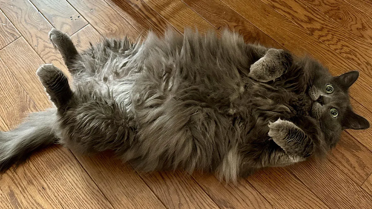 58 Hysterical Photos Of Cats Being So Weird They Might Instantly Fix Your Mood