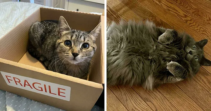 58 Hysterical Photos Of Cats Being So Weird They Might Instantly Fix Your Mood