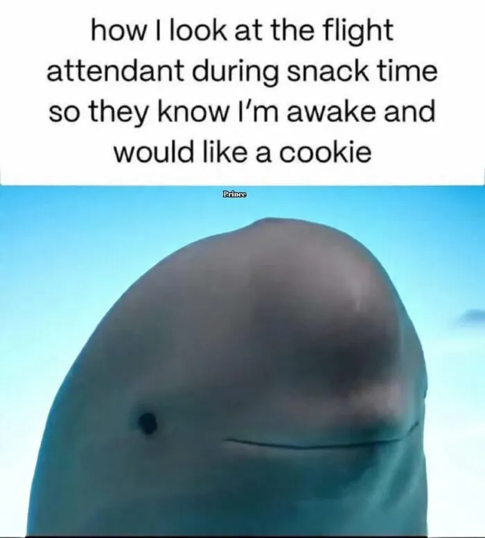 50 Random Memes That Make You Laugh Before You Understand Why
