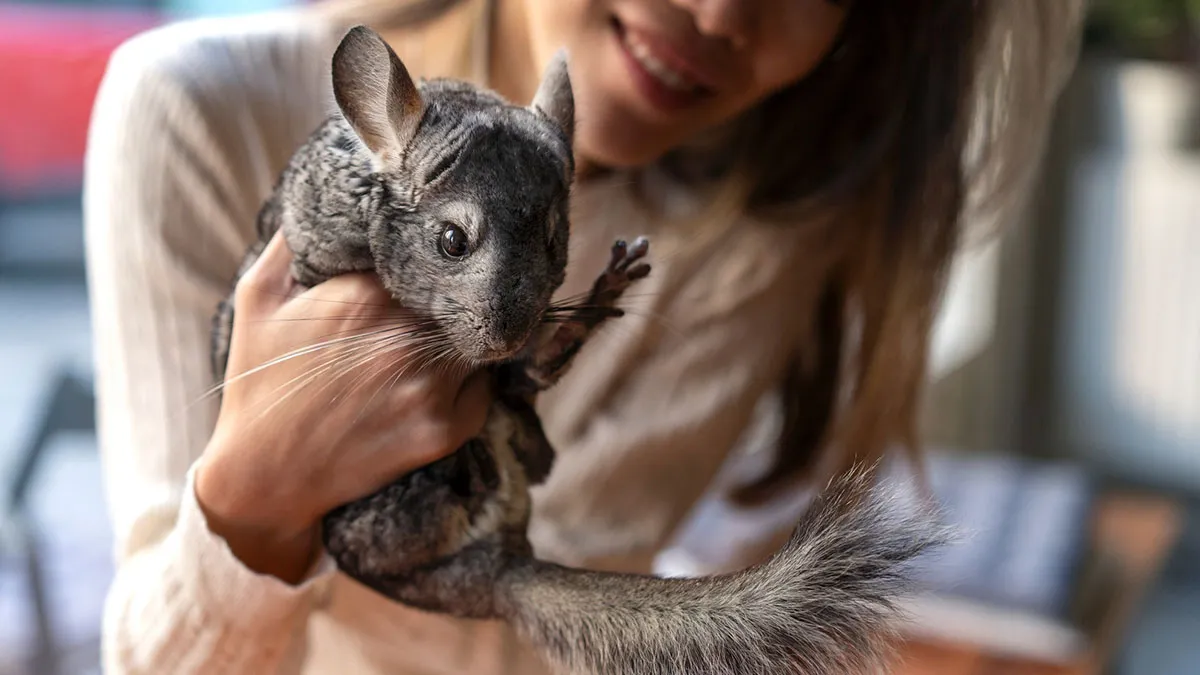 Mom Buys Chinchillas As B-Day Surprise, Teen Tries To Give Them Better Life, Gets Slammed For It