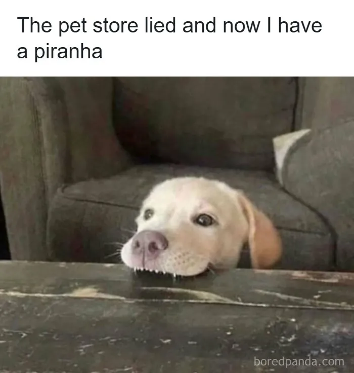 Laugh Away Life's Woes With 110 Memes That You Might Relate To (New Pics)