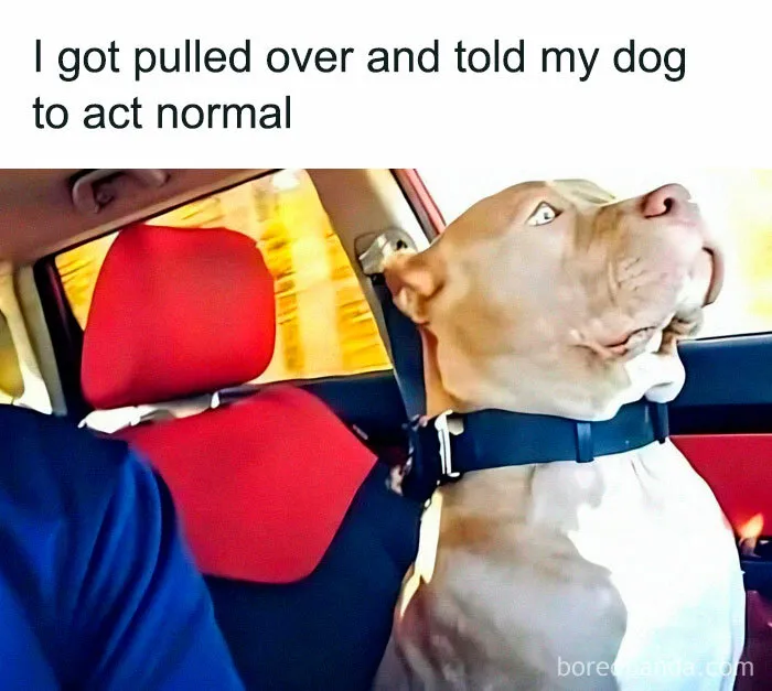 92 Random Memes That Made Scrolling Way More Enjoyable