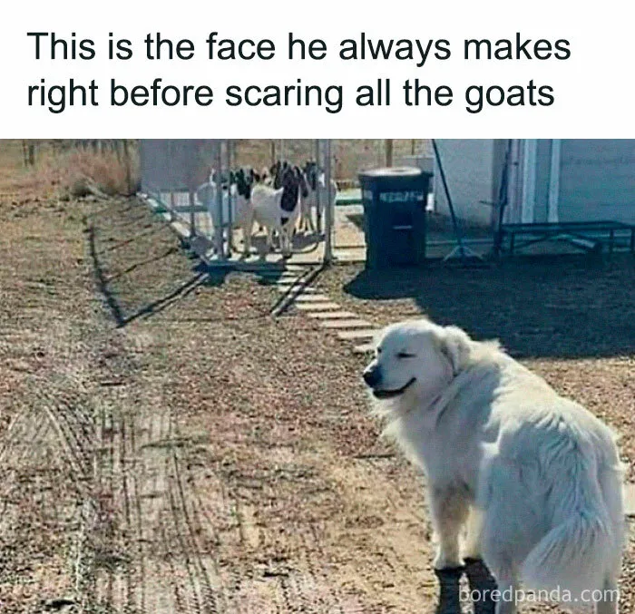 92 Random Memes That Made Scrolling Way More Enjoyable
