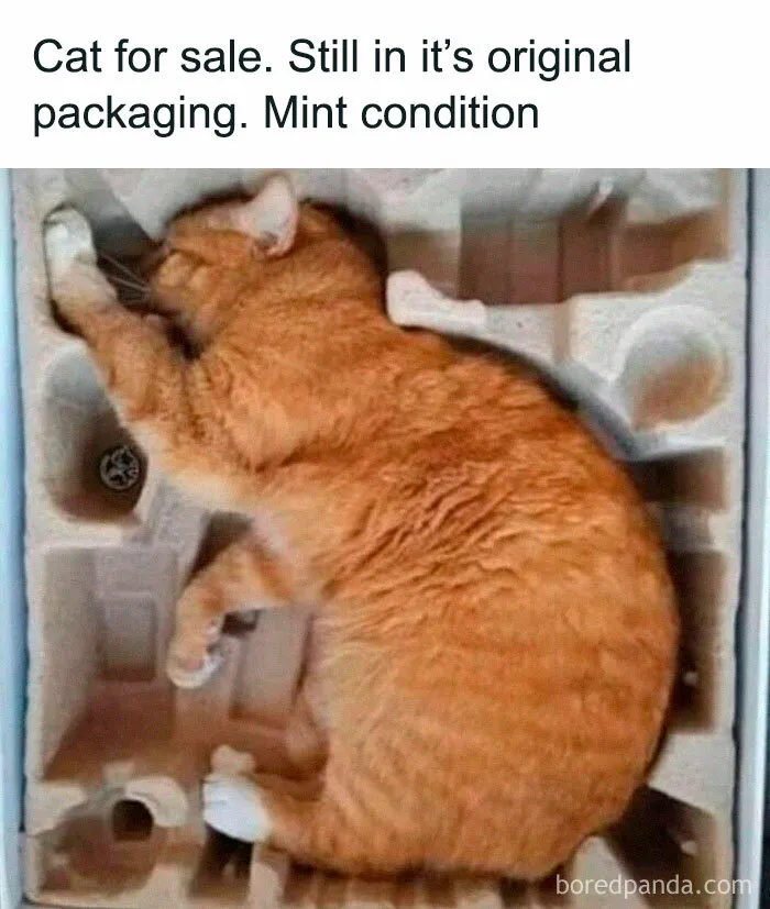 92 Random Memes That Made Scrolling Way More Enjoyable