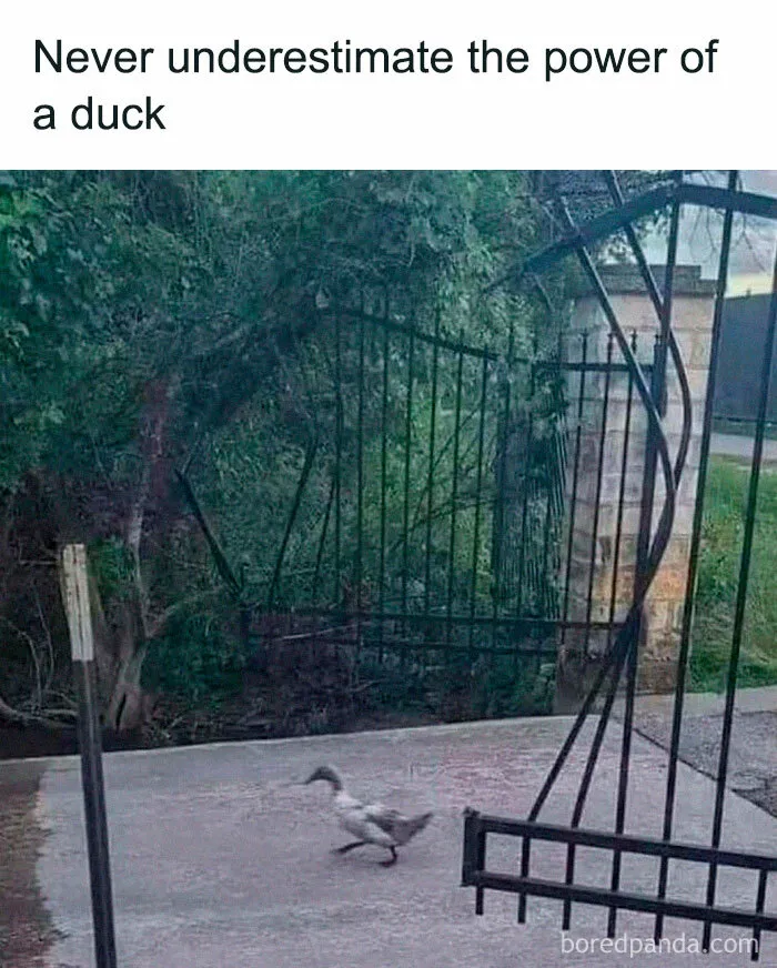92 Random Memes That Made Scrolling Way More Enjoyable