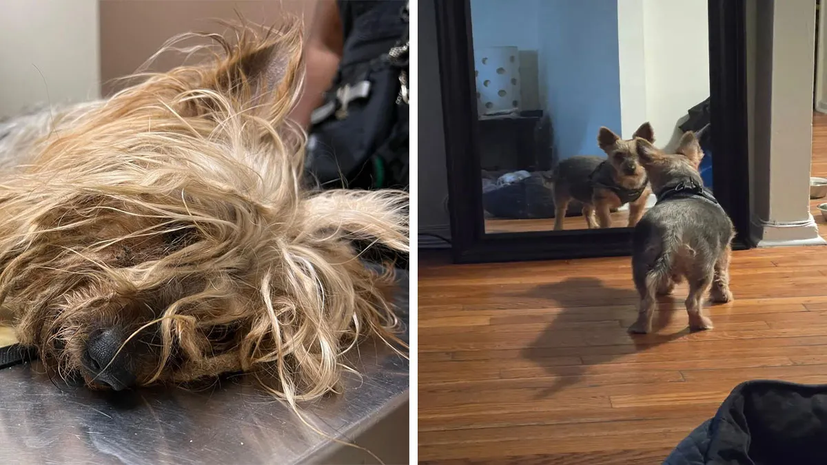 A Brooklyn Neighbor Alerted Rescuers About A Snappy Yorkie “Buried” In Fur And Gave Him A Second Lease On Life