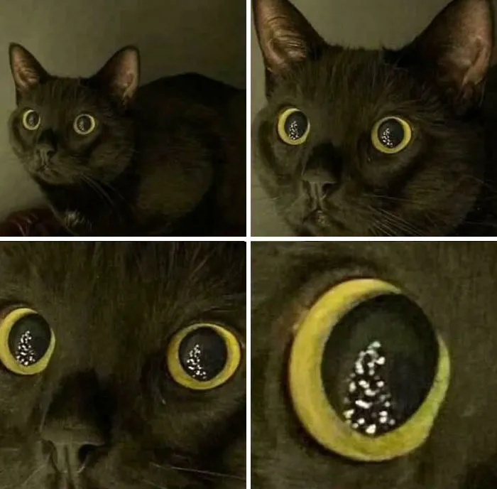 🎄🎄🎄😼😺😸