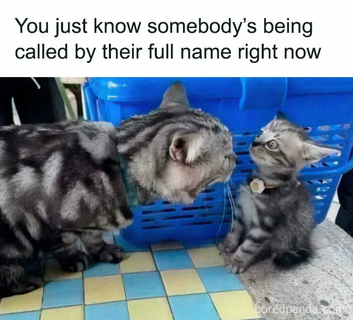 😸😸😸