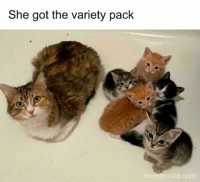 Variety Never Looked So Cute