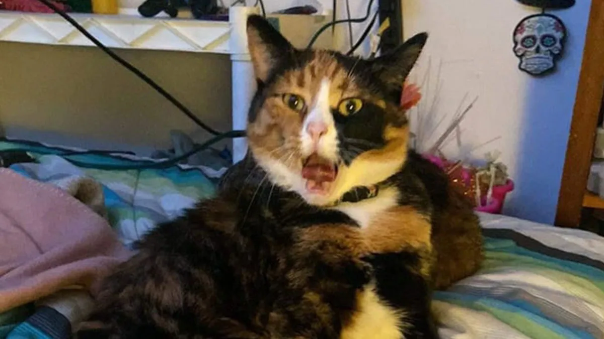 34 Cats Whose Brains Seemed To Have Switched Off, And The Results Are Hysterical