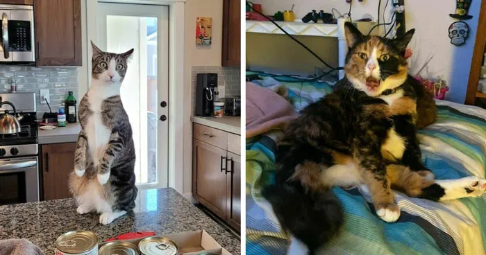 34 Cats Whose Brains Seemed To Have Switched Off, And The Results Are Hysterical