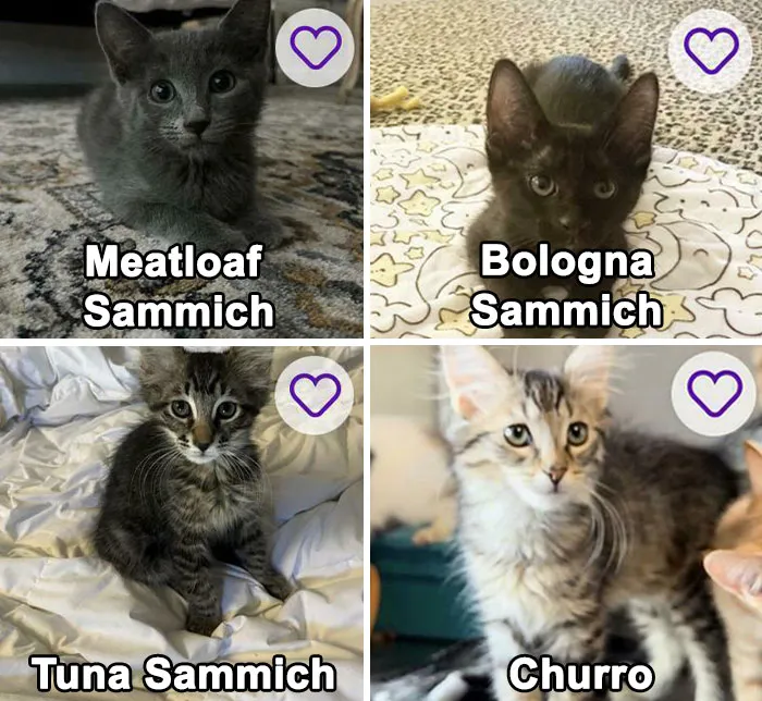 Petfinder Or Local Deli?