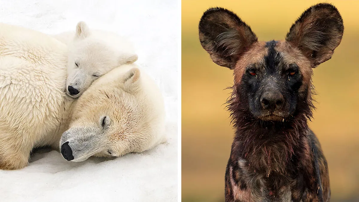 25 Winning Photos From AAP Magazine That Remind Us Why Nature Photography Is So Captivating