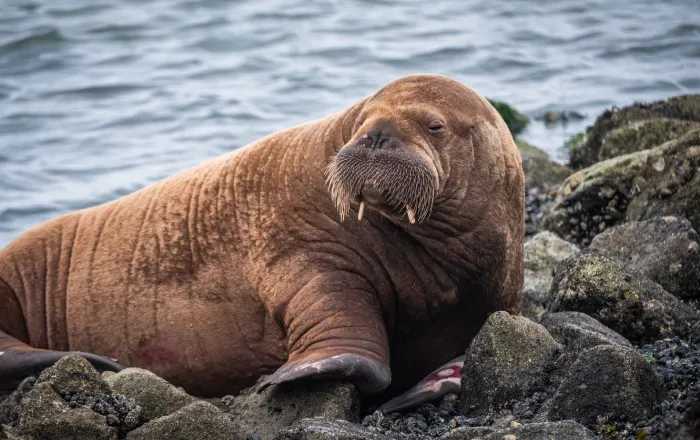 4# Walrus