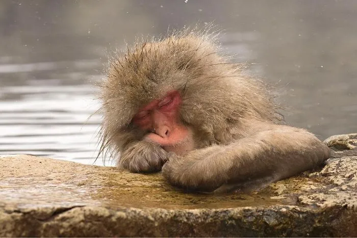 Estas 30 fotos de animales fueron elegidas por el público como las mejores del concurso de Photocrowd